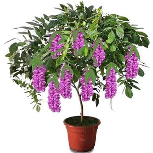 紫藤花树苗爬藤庭院花卉四季开花植物盆栽花苗藤蔓紫藤萝室外阳台