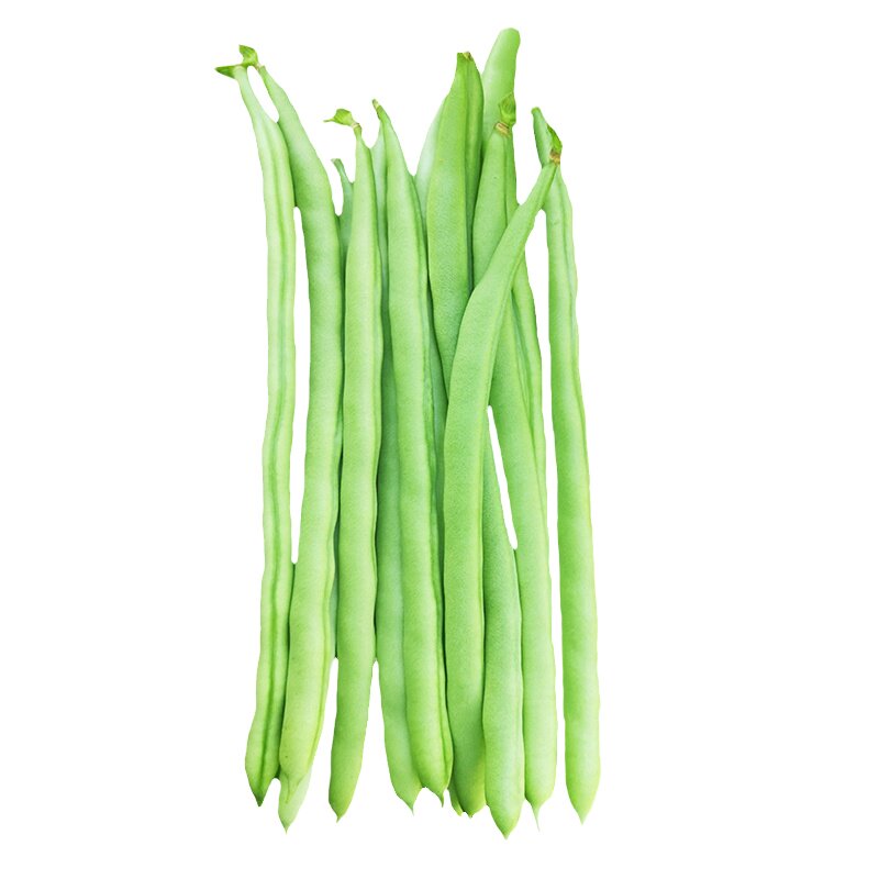 农普12号菜豆种甜脆玉豆种籽无筋豆角籽架豆种四季豆种孑蔬菜种子