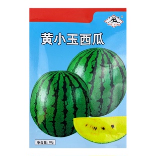 黄小玉西瓜种子水果黄瓤籽四季春季黄肉小糖丸黄心薄皮超甜瓜种孑