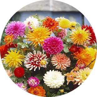 小丽花种子重瓣大丽花种籽子春秋易活庭院景观绿化太阳花盆栽植物