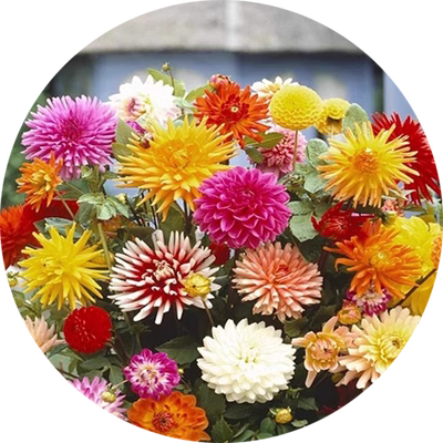 小丽花春秋开花易活花种子