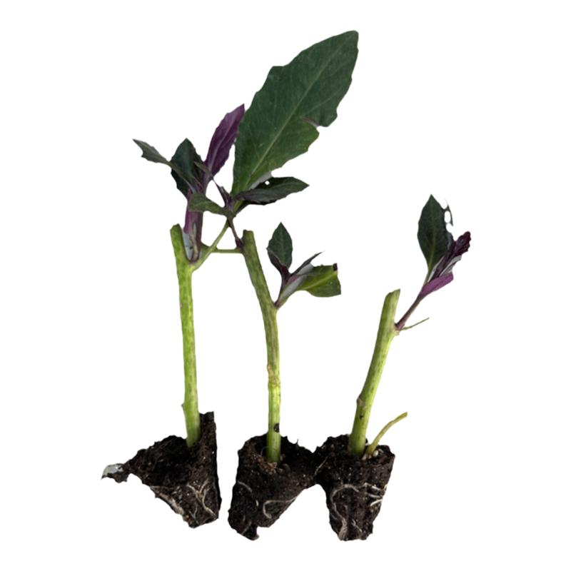 紫背菜苗紫贝天葵四季盆栽血皮菜