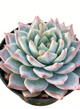 巨型大株粉蓝鸟厚叶精品多肉植物