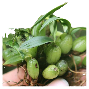 石橄榄新鲜野生炖汤包双单叶果上岩珠石甘榄小果石仙桃中药材干货