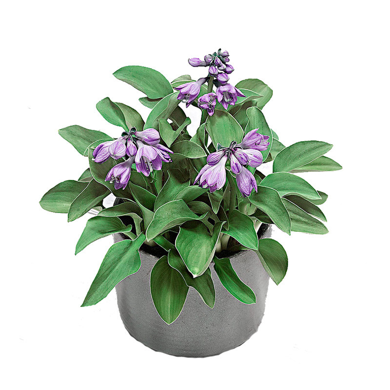 庭院地被植物花坛绿化室内花卉绿植盆栽白玉簪花紫玉簪苗观叶观花
