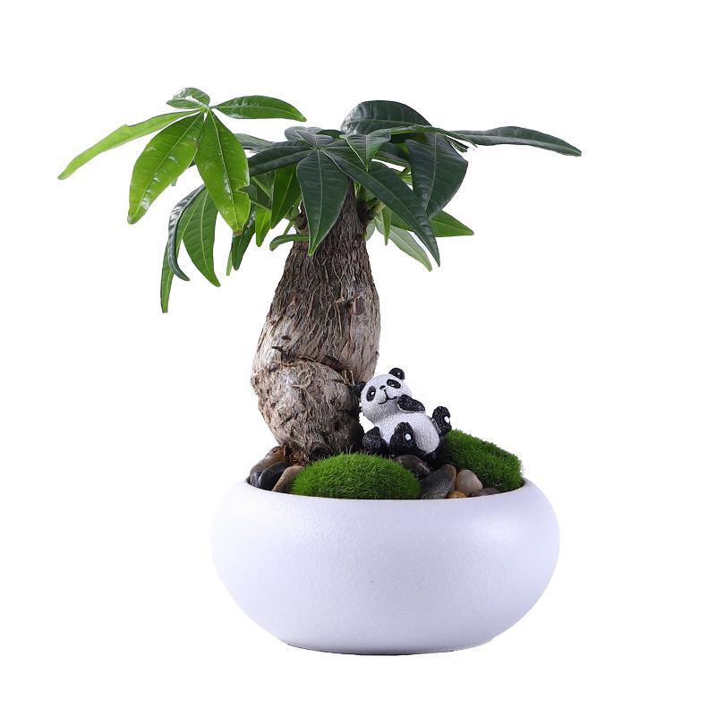 发财树懒人创意盆栽植物桌面小盆景陶瓷室内花卉好养办公室绿植