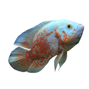 热带淡水大型观赏鱼活体地图鱼皇冠鱼鹦鹉鱼招财猫鱼银龙鱼套餐