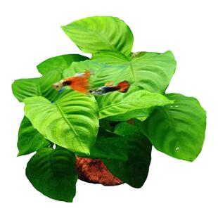 鱼缸水草植物真草造景火山石水培蜈蚣草阴性净化水质绿菊水榕套餐