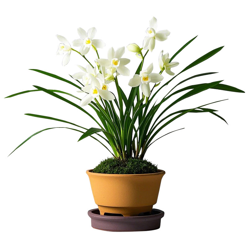 【白雪公主】兰花苗建兰名贵盆栽花卉植物四季兰室内兰草国兰浓香