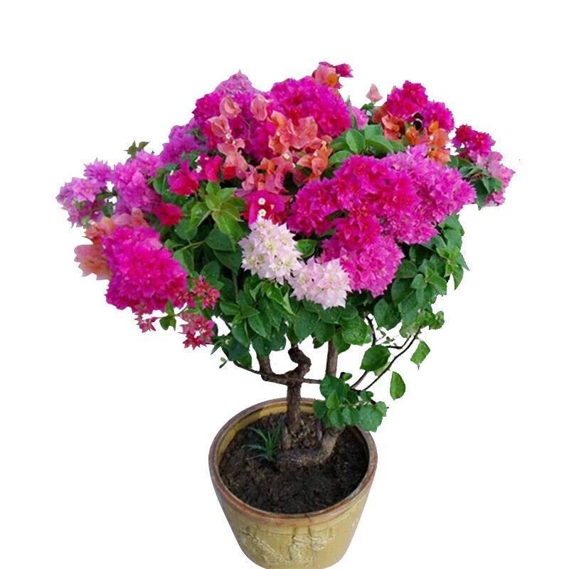 四季好养活植物种子香水百合花