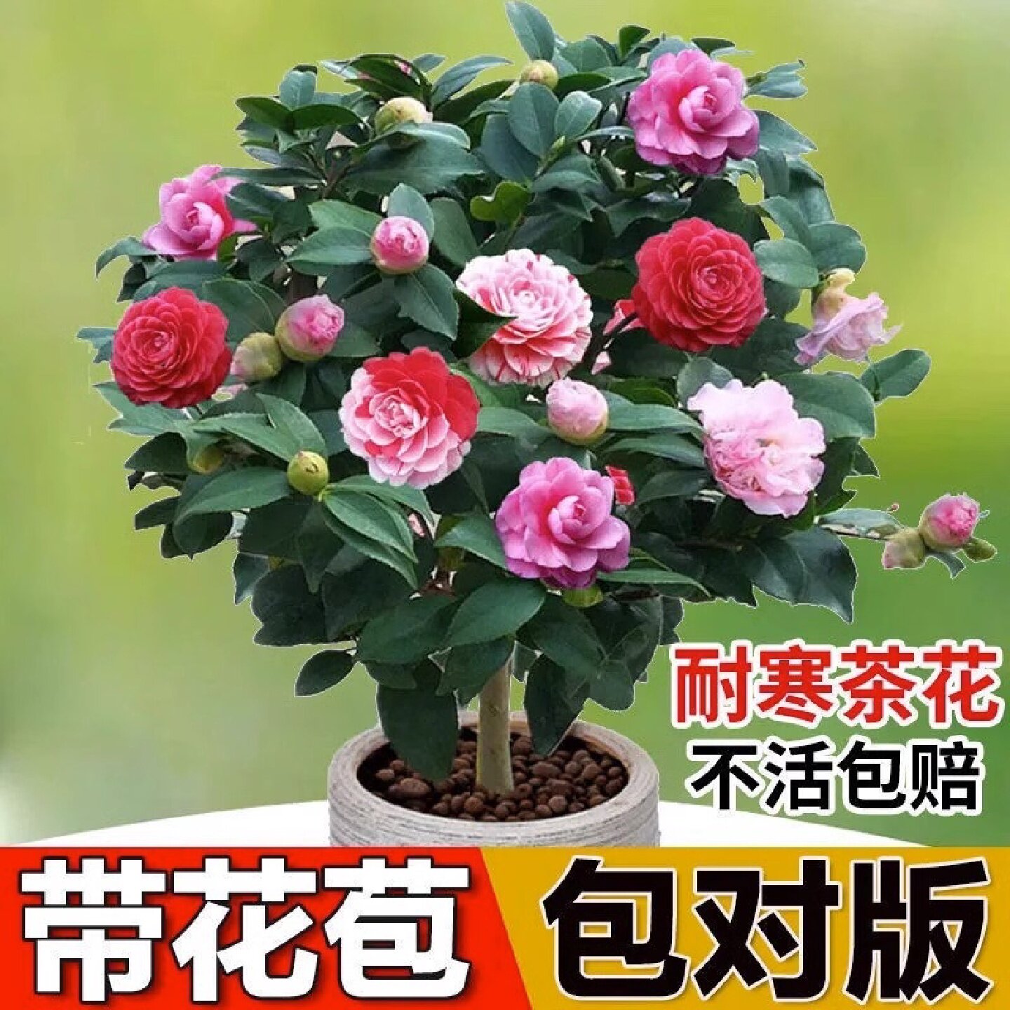 茶花树苗盆栽五色赤丹植物玫瑰花好养山茶花苗四季开花阳台耐寒