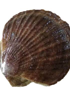 大连海鲜野生蒜蓉粉丝七彩海湾