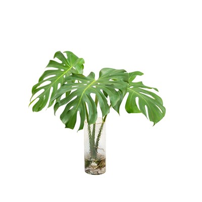 水培植物大叶龟背竹新房去甲醛