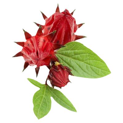 洛神花种子玫瑰红桃食用阳台