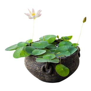 碗莲种籽水培花卉四季荷花种子挽莲碗连花籽盆栽孑荷塘泥晚莲花籽