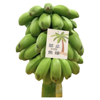 【禁止蕉绿】整串带杆香蕉芭蕉花办公室水培小米香蕉绿植新鲜水果