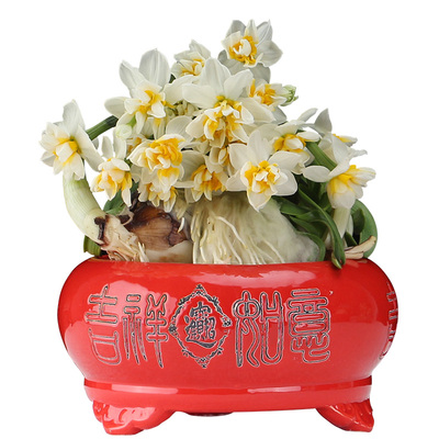 漳州水仙花种球重瓣冬季花卉