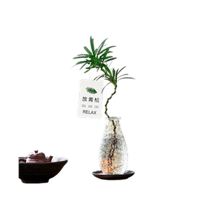 罗汉松小盆栽室内客厅桌面上水培植物懒人好养四季常青放青松绿植
