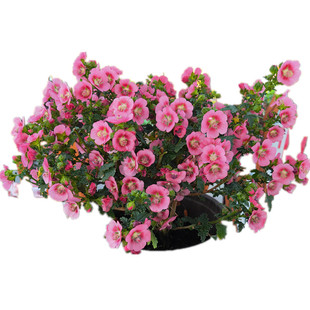 新款祥瑞小木槿优雅盆栽木本植物花期长耐寒热庭院花卉带花苞发货