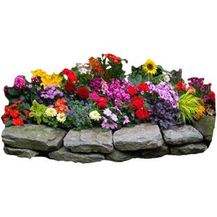 野花组合种子草花种子庭院阳台波斯菊路边绿化易活草七彩花种籽子