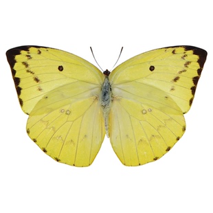 真蝴蝶原蝶黄迁粉蝶未展翅蝴蝶标本制作手工diy材料A1/A1-品质