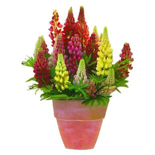 鲁冰花种子多年生宿根耐寒花卉四季易种庭院美化植物羽扇豆花种籽