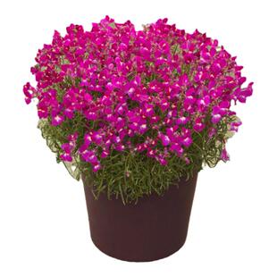 进口柳穿鱼种子姬金鱼草梦幻曲系列春季室内阳台盆栽好养花卉种子