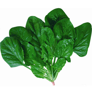 超耐热夏播王菠菜种子种籽高产春籽种夏季秋季四季蔬菜孑波菜夏子
