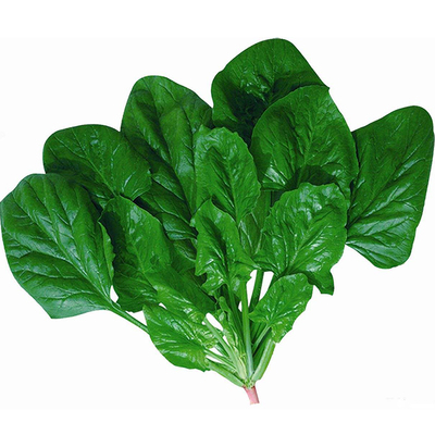 超耐热夏播王菠菜种子种籽