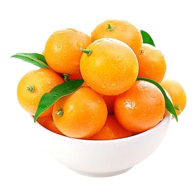 老品种油皮金桔润嗓止咳做膏煮水