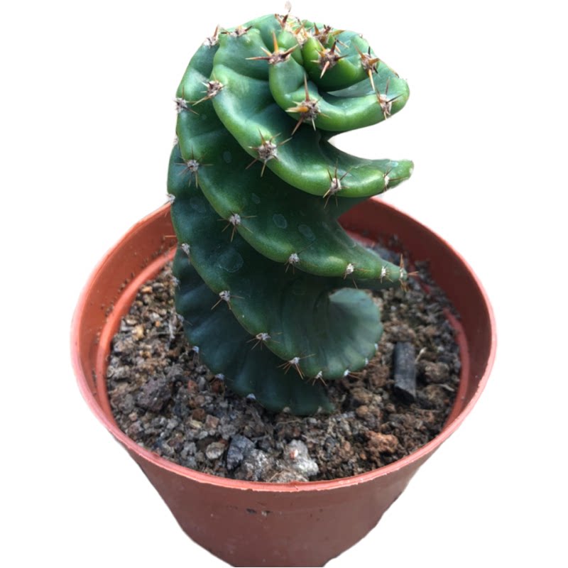 龙卷风螺旋仙人掌开花美观