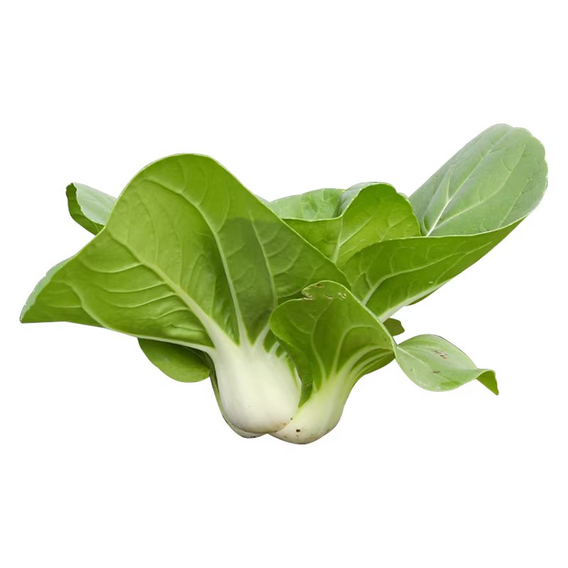 新白雪公主矮脚奶香小白菜种子