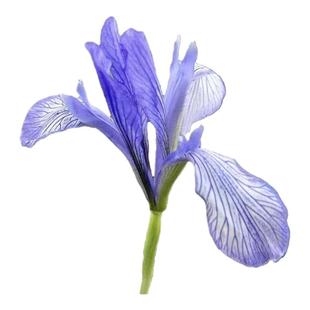 “纯洁的爱恋”马兰花宿根马蔺马连紫蓝 抗病少管理 适合新手入门