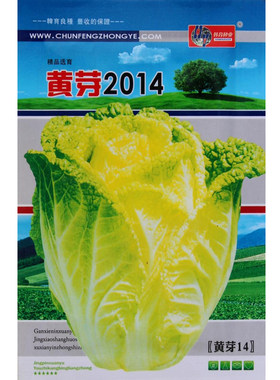 四季蔬菜种子快菜黄芽嫩口火锅佳