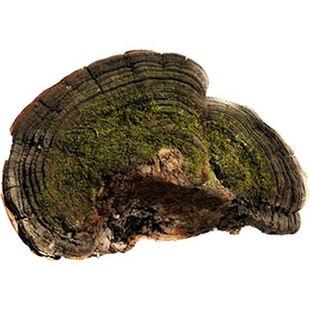 东北长白山野生松黄灵芝野生松针层孔菌野生灵芝 林芝包邮块粉