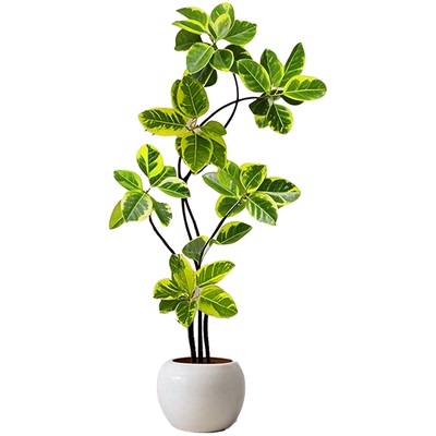 黄金榕客厅绿植室内大型植物富贵榕橡皮树大盆栽落地大号好养禄植