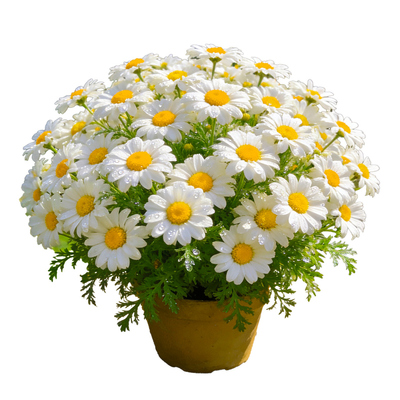 白晶菊盆栽带花苞洋甘菊耐寒盆栽白色小雏菊长花期阳台庭院花园