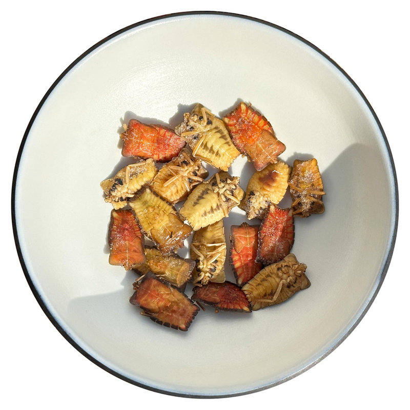 冷冻九香虫子食材食用昆虫