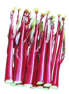 红菜苔种孑秋季蔬菜种子