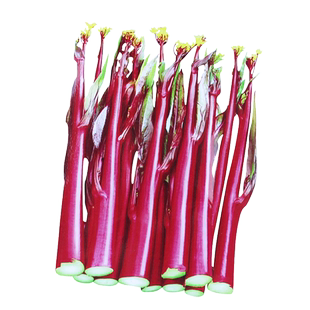 武汉红菜苔种孑苗紫白菜薹种籽夏季秧苗菜种苔蔬菜种子广东菜心