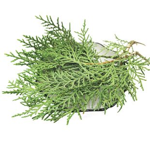 天然中药材洗发包皂角无患子侧柏叶桑叶苦丁茶首乌防脱黑发生发