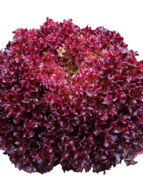 紫罗马生菜苗秧四季菜种子
