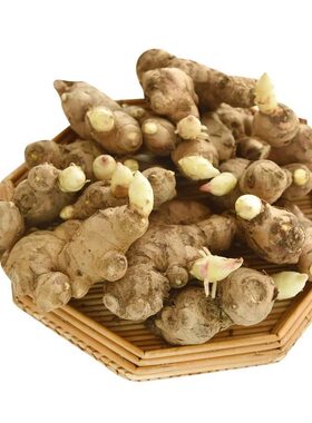 山东生姜种精选带芽已催芽