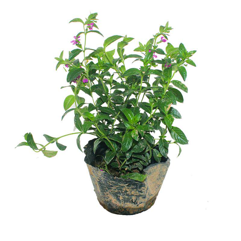 满天星细叶萼距花紫雪茄花星花红花满天星小苗盆栽庭院花境矮绿篱