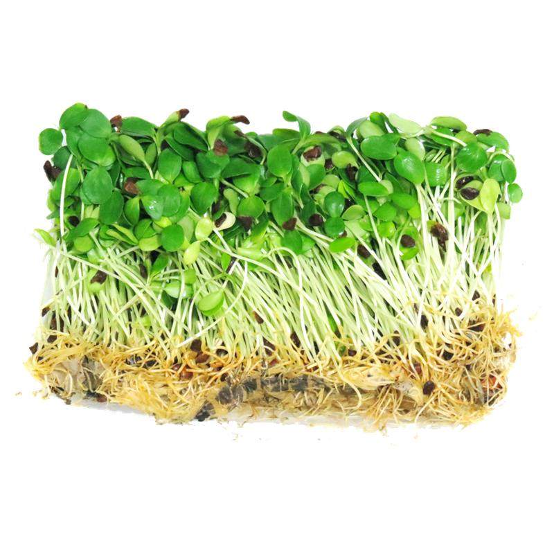【沁蕊】新鲜香椿苗1摆盘装饰