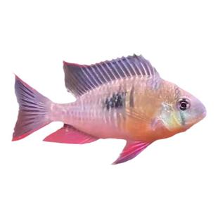 玻利维亚凤凰鱼短鲷凤凰热带观赏鱼好养耐活鱼草缸淡水小型群游鱼