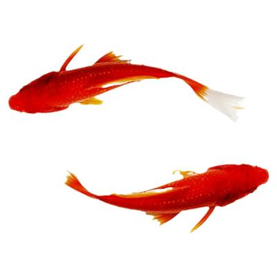 草金鱼活鱼锦鲤鱼苗观赏鱼淡水鱼红草金冷水鱼小型耐活活体小金鱼