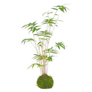 苔藓球植物红杆观音竹米竹红竹水培盆景客厅室内桌面观赏竹子盆栽