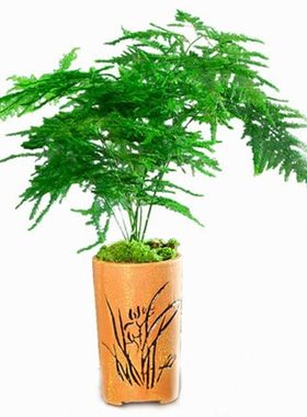 精选文竹盆栽植物室内净化空气办公室绿植花卉盆栽盆景四季常青小