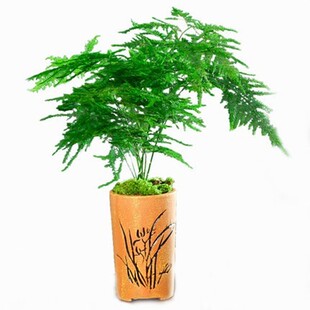 精选文竹盆栽植物室内净化空气办公室绿植花卉盆栽盆景四季常青小